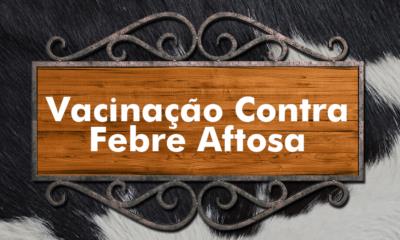 Vacinação contra febre Aftosa